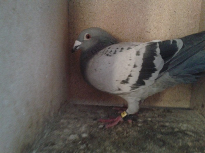 74 mama femelutei de vanzare