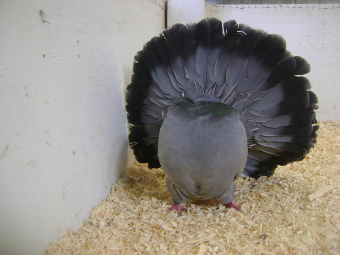 292774_288615521247670_758478619_n