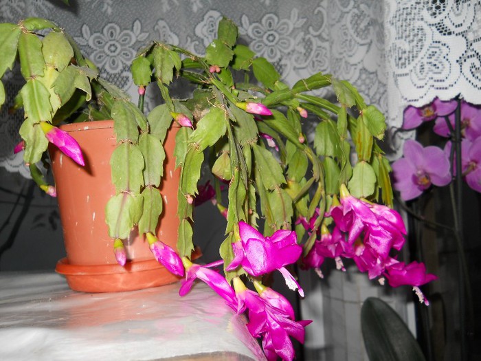 CICLAM - SCHLUMBERGERA