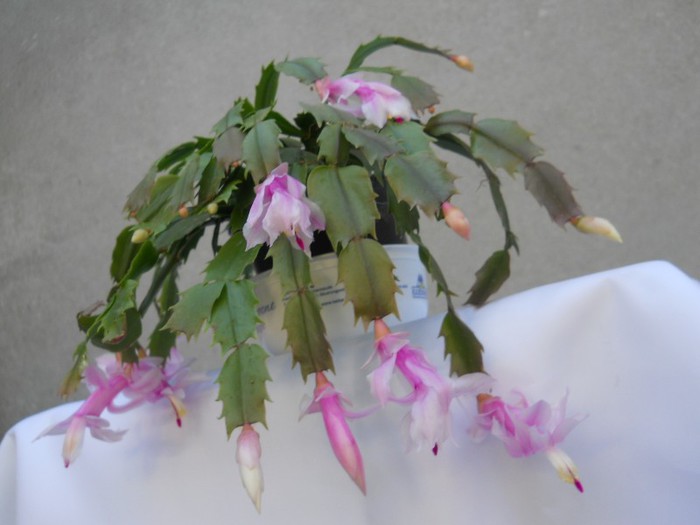 ROZ - SCHLUMBERGERA