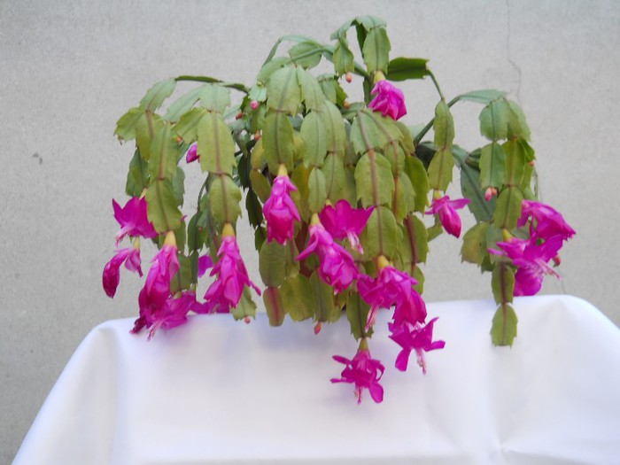 DSCN3670 - SCHLUMBERGERA