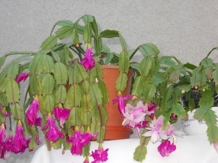 DSCN3673 - SCHLUMBERGERA