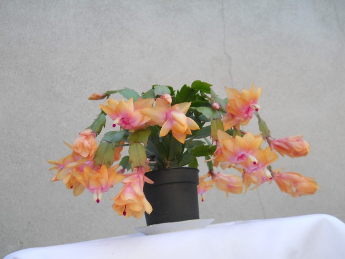 DSCN3677 - SCHLUMBERGERA