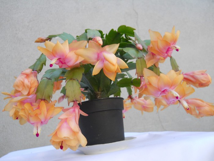 DSCN3678 - SCHLUMBERGERA