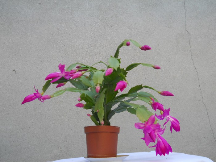 DSCN3679 - SCHLUMBERGERA