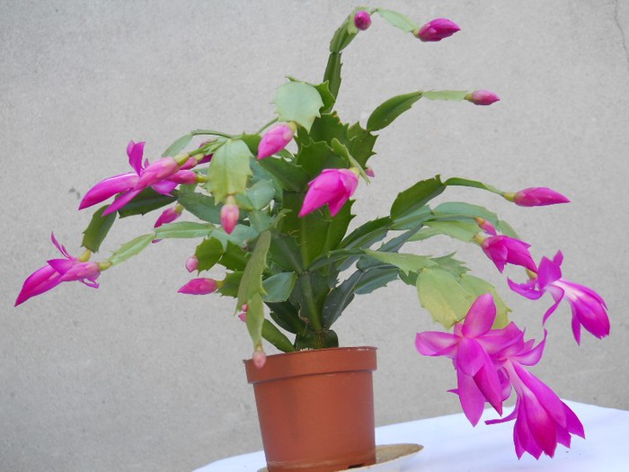 DSCN3680 - SCHLUMBERGERA