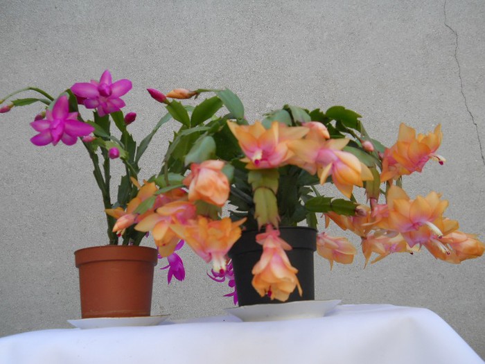 DSCN3682 - SCHLUMBERGERA