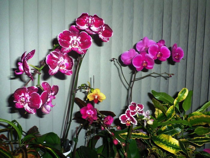 16 nov. 2012 - 2012 Orhidee