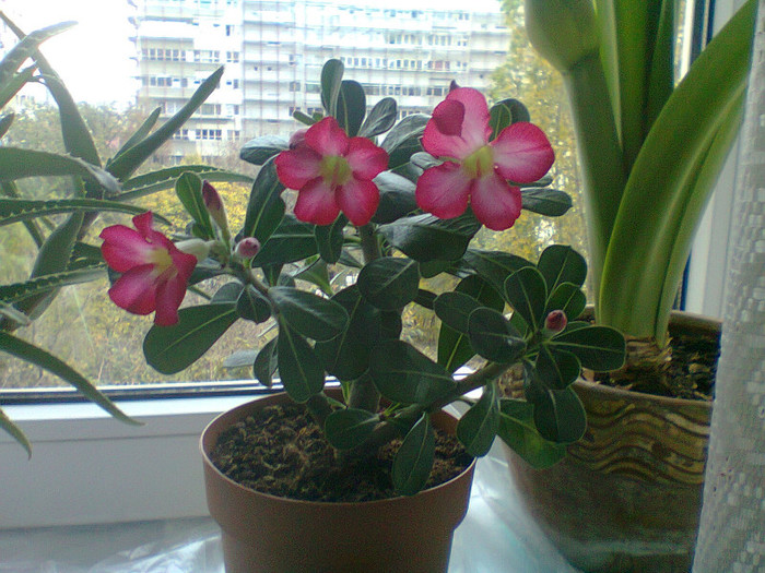 Fotografie0250 - Adenium-Trandafirul Desertului