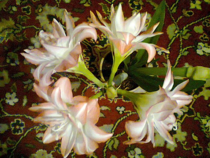 Fotografie0263 - Crin Amarylis Blossom