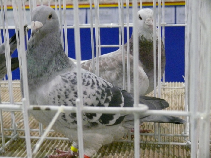 Femela - Expozitie Bucuresti 2012