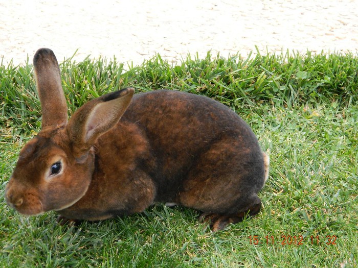 DSCN0222 - A01  URIASUL BELGIAN -CASTOR REX NOIEMBRIE 2012