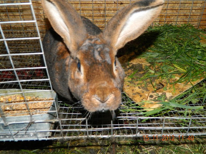 DSCN0262 - A01  URIASUL BELGIAN -CASTOR REX NOIEMBRIE 2012
