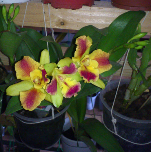 reinflorita_17nov2012 - Cattleya