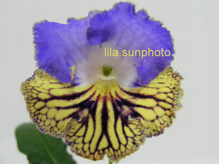  - streptocarpus FRANEK