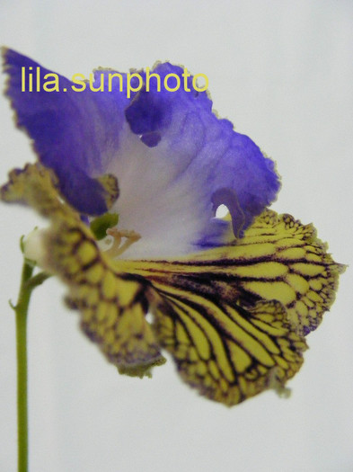  - streptocarpus FRANEK