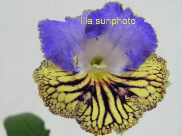  - streptocarpus FRANEK