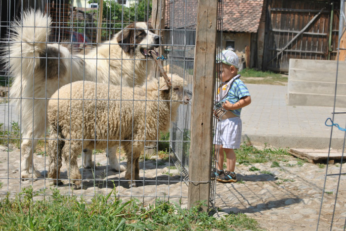 sefu; Cine-i sefu? eu sunt sefu!
