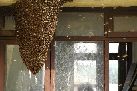 184282_194003460621047_1117070_n - stupine albine si miere de pe alte meleaguri