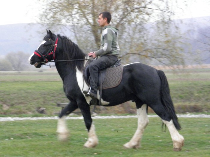 poza 081