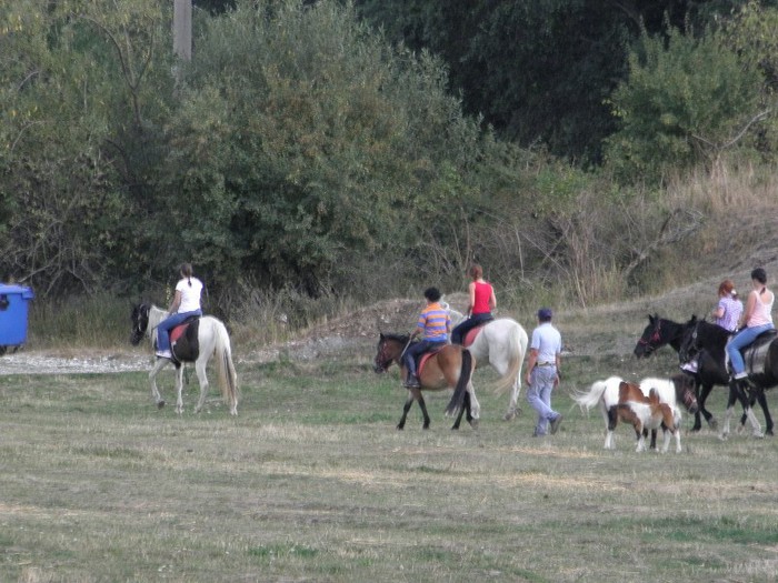 poza 269
