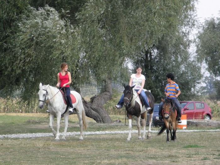 poza 276