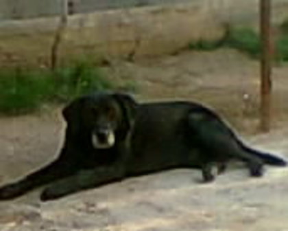 labrador