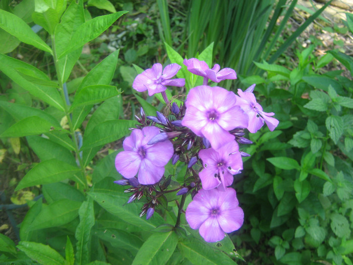 br 2011 - PHLOX