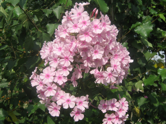 Bright eyes _1353 - PHLOX