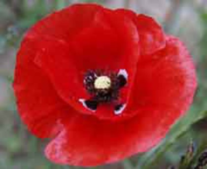 45_macu_macul_de_camp - poze-calcu