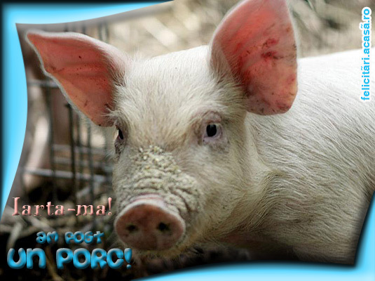 154_amfostunporc - poze-calcu