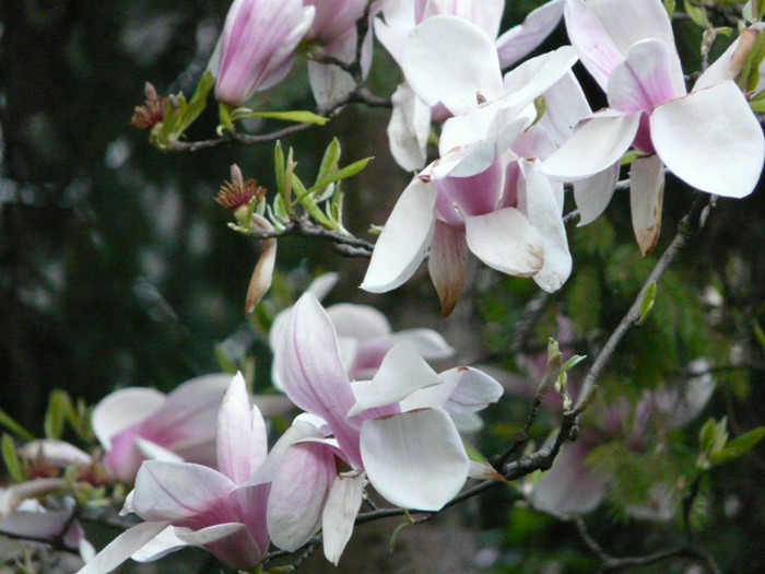 43562_1024 - poze-calcu