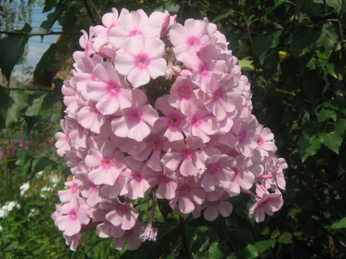 Bright eyes _1354 - PHLOX