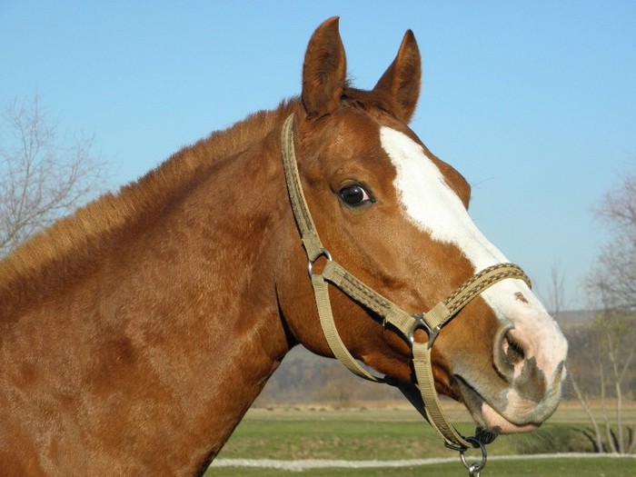 IAPA SPORT OLANDA KWPN - VANZARI CAI 1