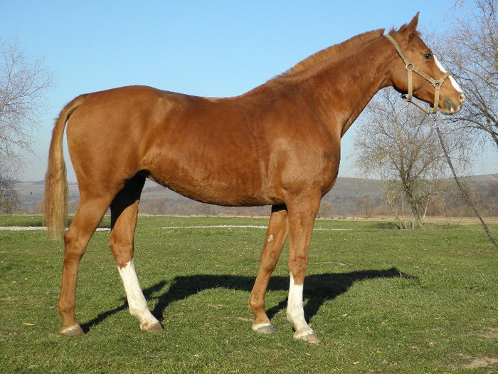 poza 409 - VANZARI CAI 1