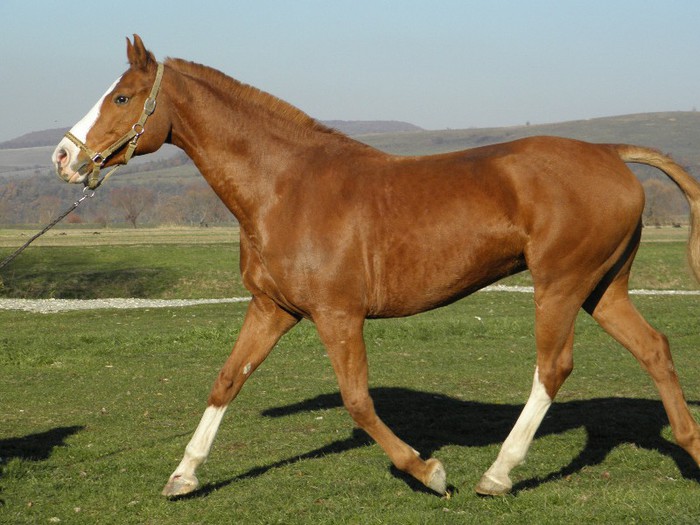 poza 414 - VANZARI CAI 1