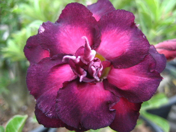 kusuma purple