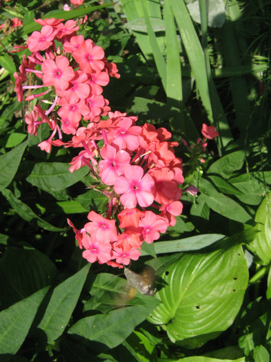Corall 2010 - PHLOX