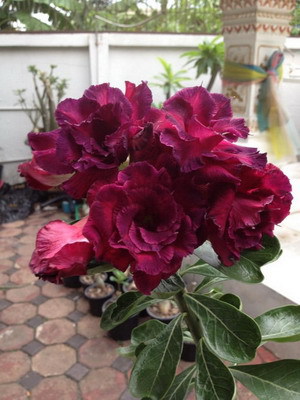 double purple - ADENIUM cum vor arata