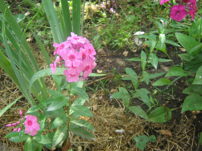 2 achizitii de la Bakker 1341 - PHLOX