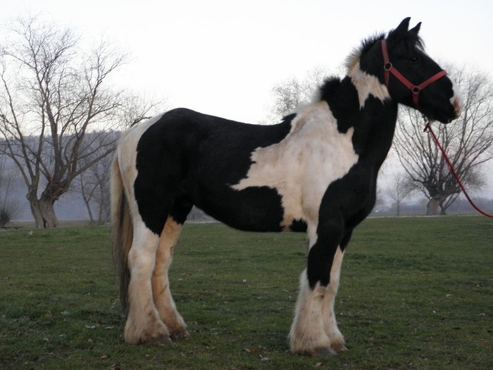 HASAN GYPSY VANNER - VANZARI CAI 1