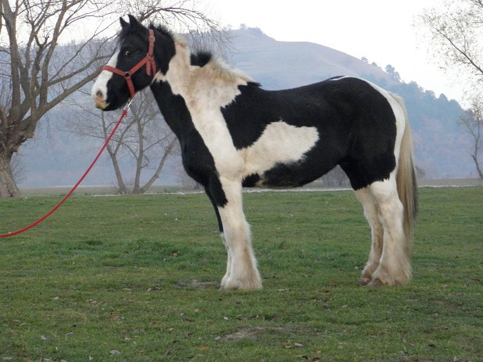 HASAN GYPSY VANNER - VANZARI CAI 1