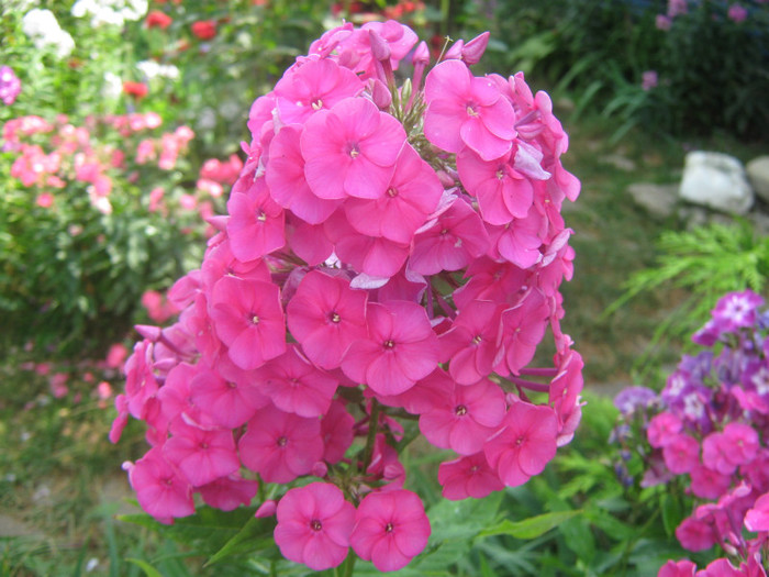 Un Zmeuriu superb 1346 - PHLOX