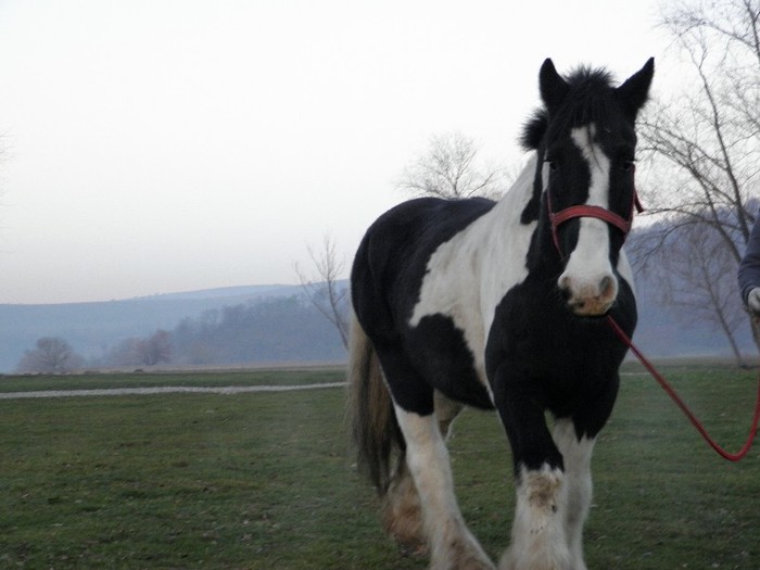 poza 567 - VANZARI CAI 1