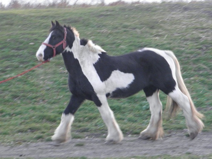 poza 546 - VANZARI CAI 1