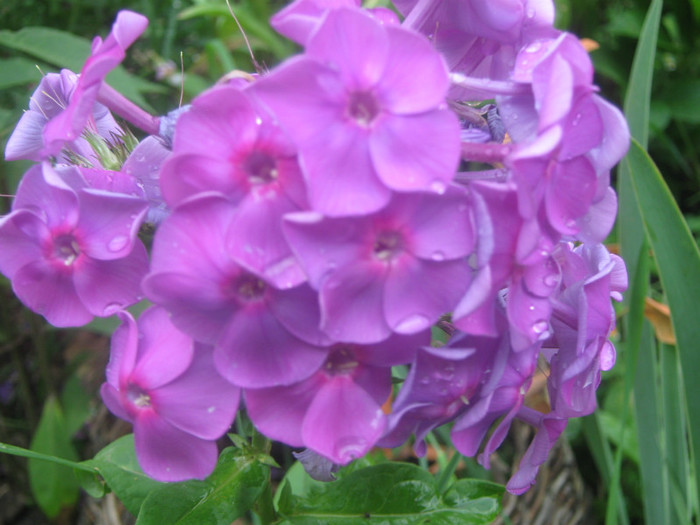 Dupa ploaie - PHLOX