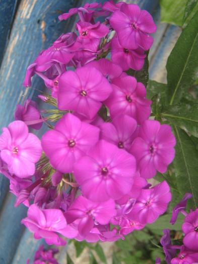 Inainte de ploaie - PHLOX