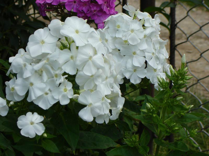 Phlox alb David - PHLOX