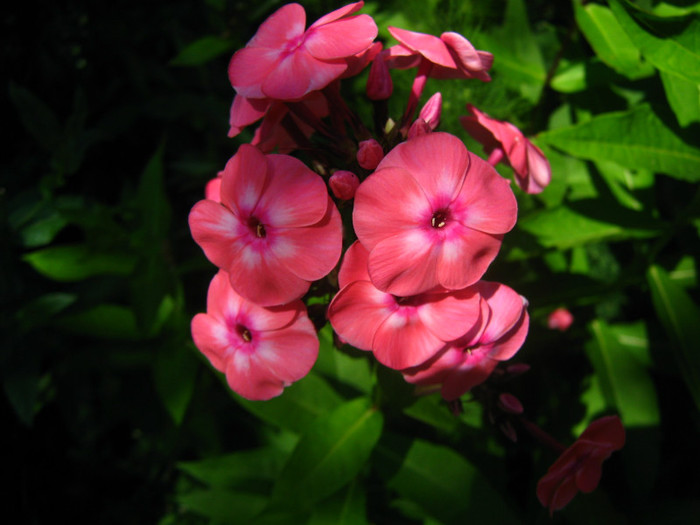 phlox Corall - PHLOX