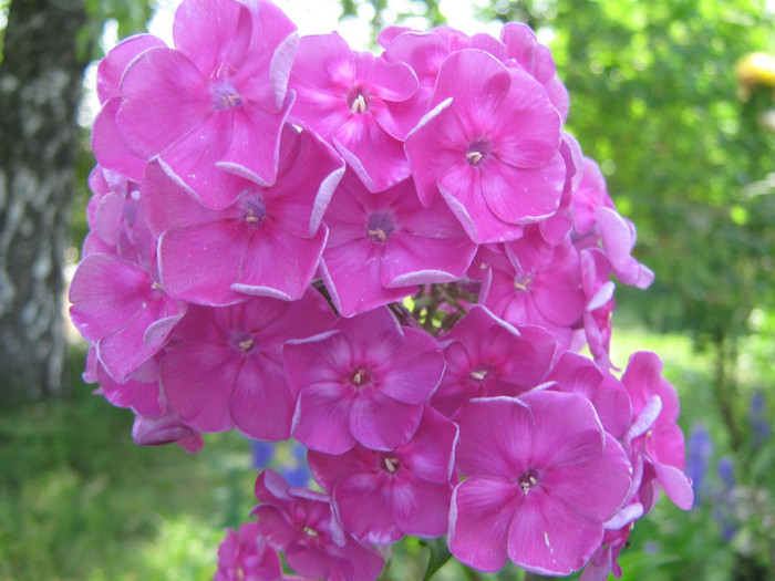 phlox fuksia - PHLOX